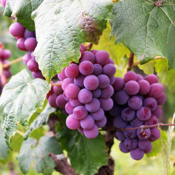 FSS Grape Seed Extract OS